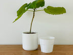 Classic Cylindrical Planter